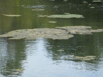 Filamentous algae covers a Pond
