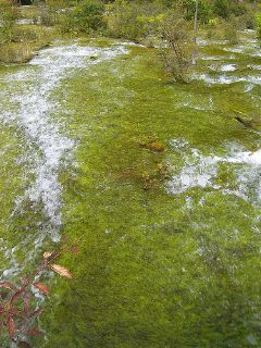 Filamentous algae covers a small pond