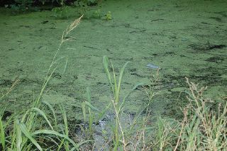 Pitcher of planktonic algae covering a pond