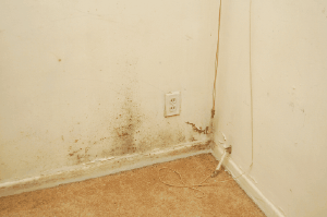Black mold starting to form