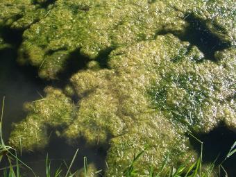 Filamentous algae covers a lake