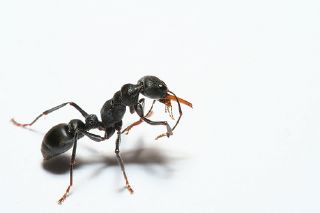 Professional ant inspectors are required to contron ants