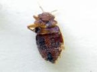 Picture of a bed bug found in new york city