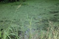 Planktonic algae covers a pond.jpg