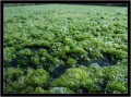 Algae causing oxygen demand.jpg