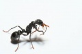 Picture of a black ant.jpg