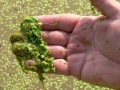 Duckweed in a pond.JPG