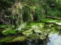 Pond with algae.jpg