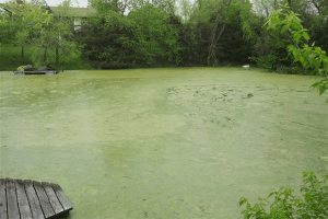 Duckweed and watermeal covering a pond