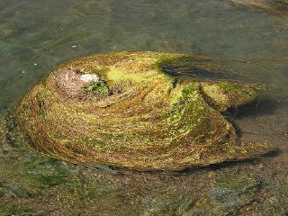 algae in a pond