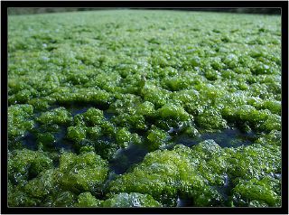 Oxygen demang caused by algae.