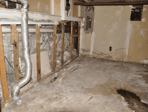 toxic black mold in a basement wall