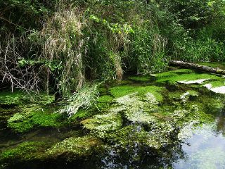 algae covers a pond